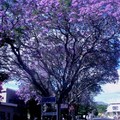 紫葳花