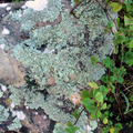 開普敦植物園中大石上的苔