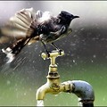 On tap : A nightingale cools off with tap water in Islamabad. (AFP/Jewel Samad)