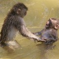 Two monkeys at Rome's zoo play together in the waters of a swimming pool during a hot afternoon, Thursday, June 23, 2005. in Rome.( AP Photo/Alessandra Tarantino)