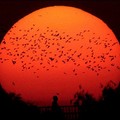 Flying home : A flock of birds fly home as the sun sets ending the longest day of the year in Lahore. (AFP/Arif Ali)