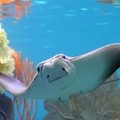 A cow nose ray swims in the Glover's Reef exhibit at the New York Aquarium at Coney Island, Wednesday, June 22, 2005 in New York. The new exhibit is teeming with marine life you'd find in the ocean off the coast of Belize. (AP Photo/Mary Schwalm)