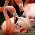 A flamingo mother keeps her recently hatched offspring warm as the father looks on at the San Diego Zoo June 14, 2005.REUTERS/Ken Bohn/San Diego Zoo/Handout