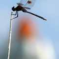 A dragonfly sits on a weed near the Space Shuttle Discovery at the Kennedy Space Center at Cape Canaveral, Fla., Thursday, July 14, 2005.(AP Photo/Phil Sandlin)