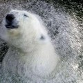 Polar bear, Uslada, splashes around in the water in Leningrad zoo in St. Petersburg, July 13, 2005. The temperature in the city climbed to 30 degrees Celsius (78.8 Fahrenheit) on Wednesday. REUTERS/Alexander Demianchuk