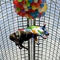 A glass-fiber cow hangs under a glass roof in the GUM department store in Moscow's Red Square, Monday, Aug. 1, 2005, during the CowParade.(AP Photo/Alexander Zemlianichenko)