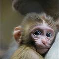 Holding on to mom : A new-born baby macaque Sashko holds on to his mother Nadya at the Sofia Zoo. (AFP/Valentina Petrova)