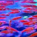 Something fishy : Taiwan's Taikong Corporation displays transgenic neon fish during a pet show at the Taipei World Trade Center. (AFP/Patrick Lin)