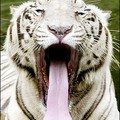 Yawn of the tiger : A white tiger yawns as he lays in a pond at the New Delhi Zoological Park in New Delhi. (AFP/Manan Vatsyayana)