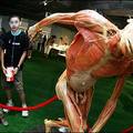 Children take a look at an exhibit of a discus thrower at the 'Wonders of the Human Body Exhibition' that opened to the public in Hong Kong. (AFP/Laurent Fievet)