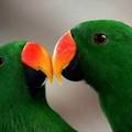 Eclectus parrots nuzzle inside their cage at an exhibit organized by Jakarta's Ragunan Zoo at an annual fauna and flora show in the nation's capital August 12, 2005. REUTERS/Darren Whiteside