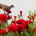 A dove looks for insects among flowers in Bangkok's Suan Luang Rama IX park on August 11, 2005. REUTERS/Adrees Latif