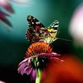 A monarch butterfly rests on a purple cone flower in Arrowsic, Maine, Thursday, Aug. 18, 2005. (AP Photo/Pat Wellenbach)