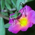 A small grasshopper pauses on a Moss Rose in its search for food Sunday, Aug. 21, 2005 near Archer, Fla., as temperatures hover in the mid nineties.  (AP Photo/Phil Sandlin)