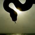 A snake charmer shows his snake on a beach during the sunset in Colombo August 19, 2005. REUTERS/Adeel Halim