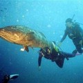 Divers follow a huge potato bass on a reef off Mozambique's Ponta d'Ouro, August 11, 2005.  Picture taken August 11, 2005 REUTERS/Christa Cameron