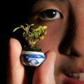 Malaysian Kuah Mershel, daughter of a bonsai cultivator, holds the smallest of her miniature bonsai at her residence in Kuala Lumpur August 24, 2005.  Picture taken late August 24, 2005. REUTERS/Kamarulzaman Russali