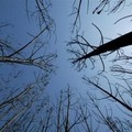 Burnt trees after a forest fire in Vale de Canas, near Coimbra, Portugal, Thursday, Aug. 25, 2005. (AP Photo/Sergio Azenha)