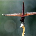 A dragonfly perched on a flower is pictured in Kyrenia, the Turkish part of Cyprus. (AFP/Stringer )