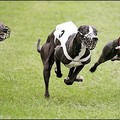 Greyhounds run during a heat of the European Greyhound Championships in Mont-de-Marsan, south western France. Ten countries and 260 from 11 different breedings take part in the Championships. (AFP/Patrick Bernard)