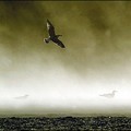 A seagull flies in a sand storm on a beach at sunset at the Black Sea coastal city of Constanta. (AFP/Daniel Mihailescu)