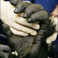 a 156 kilogram silverback gorilla, while his teeth are checked for an infection by specialist veterinary dentist Stephen Coles at Melbourne Zoo. (AFP/William West)