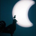  A bird sits atop of a weatheraven during a partial eclipse of the sun in Salzhausen, Germany. (AFP/DDP/Henning Kaiser)