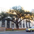 佛羅里達之旅之飯店對面美麗大樹