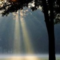 Shafts of sunlight illuminate a fog-shrouded meadow in the Cleveland Metroparks Rocky River Reservation in Brook Park, Ohio Wednesday, Oct. 5, 2005. (AP Photo/Mark Duncan)