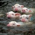 Piggies swim in a pool during a piggy sports contest held in the Yaohai Park in Hefei, capital of east China's Anhui Province, Wednesday, Oct. 5, 2005. (AP Photo/Xinhua, Liu Bingsheng)