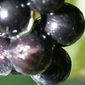 at Ackerly Pond Vineyards in Peconic, N.Y., on Friday, Oct. 14, 2005. Eight days of rain on Long Island has caused concern with this years crop of grapes used to make wine. (AP Photo/Ed Betz)