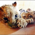  Two out of eight lion cubs (six days and two months old) sleep and rest in a trailer of Humberto circus camping in the small town of Senec, located on western Slovakia's lakes. (AFP/Stringer )