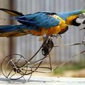 A circus macaw parrot rides a toy bicycle in the northern Indian city of Chandigarh October 10, 2005. REUTERS/Ajay Verma