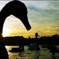 A flock of city swans, backgrounded by a sunset sky, sit on Vltava river in central Prague. (AFP/Joe Klamar)