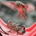 Sparrows fly around a children's chair in a restaurant in Zurich, October 19, 2005. REUTERS/Andreas Meier