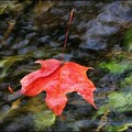 A leaf floats in the water of a creek near Amenia, New York. (AFP/Don Emmert)