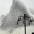 Flocking