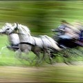 A Serbian family enjoys a horse carriage ride through a park in center of Belgrade.