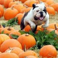 on Saturday, Oct. 22, 2005. Otis ws visiting the pumpkin patch with his owner Christopher Burke of San Francisco. (AP Photo/Susan Ragan)