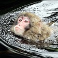 A Japanese macaque (Macaca fuscata) swims in the Landskron zoo in the province of Carinthia. (AFP/Dieter Nagl)