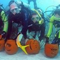 in the Florida Keys National Marine Sanctuary off Key Largo, Florida October 29, 2005.  REUTERS/Bob Care/Florida Keys News Bureau/Handout