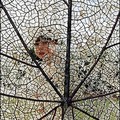 Jupiter Harley-Cardoso admires Sandra Pitkin's copper and plant fibre leaf-shaped structure entitled, 'Fragility', on the eve of the opening of the ninth Sculpture By The Sea exhibition in Sydney. (AFP/Torsten Blackwood)