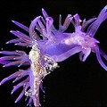 A sea slug from the Flabellinidae family hangs on a piece of an Eudendrium in the depth of Mediterranean sea near Fethiye, Turkey. (AFP/Tarik Tinazay)