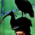 Salvador Dominguez of Spain plays with a specimen of the northern Bald Ibis before setting it free in La Janda near Barbate, southern Spain November 10, 2005.