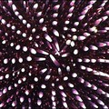  Hundreds of colorful poisonous spines of a Sea Urchin are pictured in the depths of the Mediterranean sea near the town of Kas. (AFP/Tarik Tinazay)