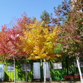 2008比佛利山莊的楓葉現在呈現黃綠紅，真是美呆了！