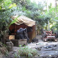 迪士尼樂園Jungle cruise