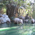 迪士尼樂園Jungle cruise