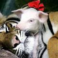 love-tiger cubs or pork chops?