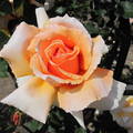 Roses“玫瑰” from Huntington Library and Los Angeles Exposition Rose Garden
